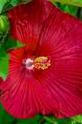 USA, Colorado, Fort Collins. Close-up of hibiscus flower. Art Print